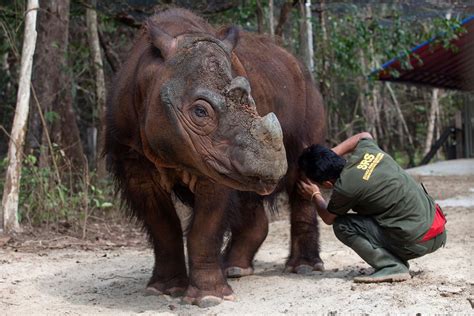 Taman Nasional Way Kambas - Pesona Gajah Sumatera