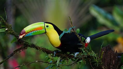 Pictures Of Birds Flying ~ Tropical Toucan Parrot Exotic Bird Colors ...