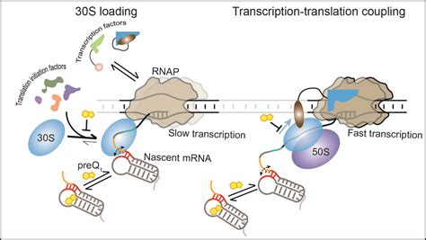 RNA holds the reins in bacteria: Researchers observe RNA controlling ...