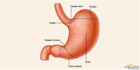 23 Interesting Stomach Facts, Function, Parts & Diseases – Organs of ...