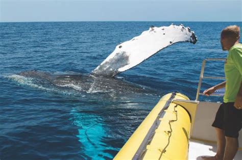 Ultimate Whale Watching Tours on Maui 2025 | Guaranteed Whale Sightings