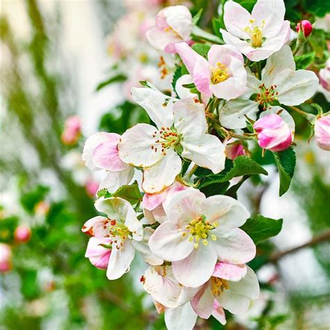 Dwarf Gala Apple Trees for Sale | BrighterBlooms.com Apple Tree Flowers ...