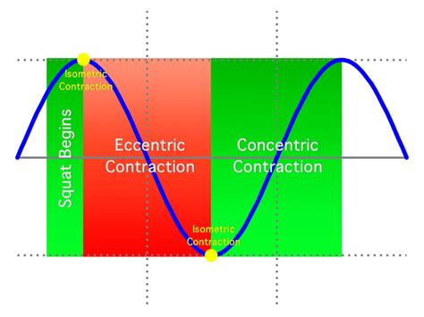 Squat biomechanical work chart and the three type of muscle ...