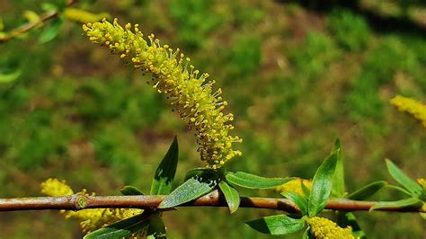 Black Willow Flower | This is a picture of a Black Willow Fl… | Flickr