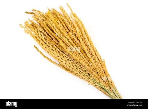 Golden Wheat on white background Stock Photo - Alamy