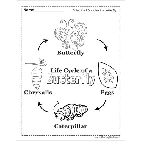 Butterfly Life Cycle Worksheet – Imsyaf.com