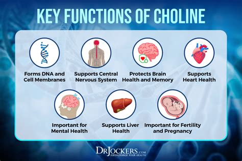 Choline: Signs of Deficiency, Benefits, and Food Sources - DrJockers.com