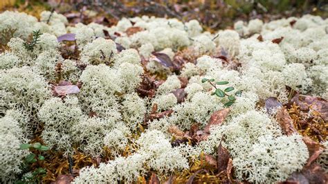 Les lichens et leur ingénieux système reproductif