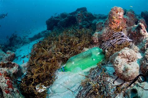 Coral Triangle Region Faces Escalating Plastic Pollution Crisis ...