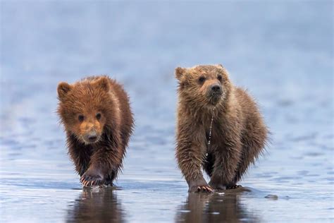 Grizzly Bear Cubs Walking On Beach Fine Art Photo Print | Photos by ...