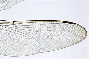 Dragonfly Wing Veins | naturetime