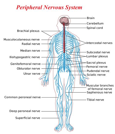 Peripheral Nervous System – Yoga