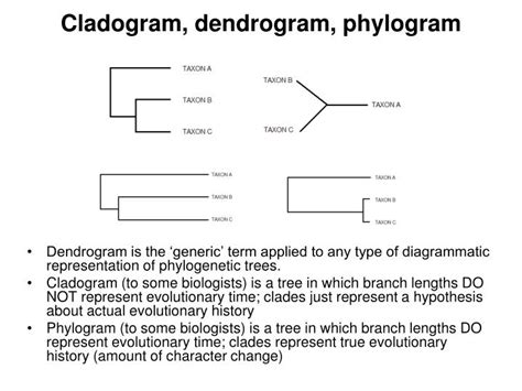 PPT - Reading Phylogenetic Trees PowerPoint Presentation - ID:3969880