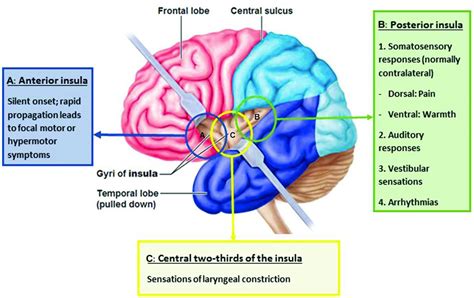 Insular Cortex Diagram