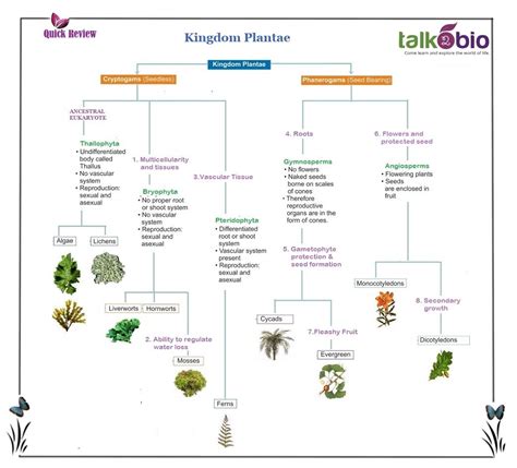 Talk2Bio Kingdom Plantae | Kingdom plantae, Planting flowers, Plant species