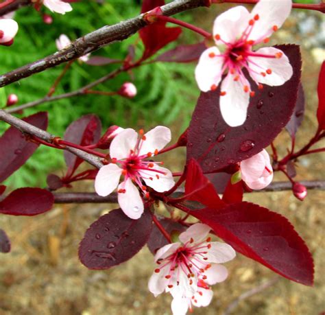 Landscape Trees and Shrubs With Purple Leaves