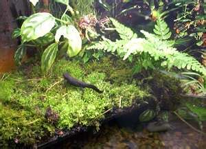 Newt - Facts, Habitat, Life Cycle, Adaptations and Pictures