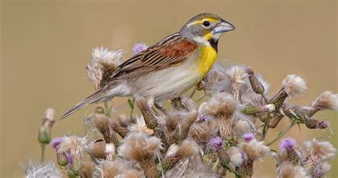 Dickcissel Identification, All About Birds, Cornell Lab of Ornithology