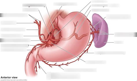 Blood supply to the stomach and surrounding organs Diagram | Quizlet