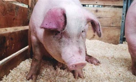 Do Pigs Eat Meat? - Sand Creek Farm