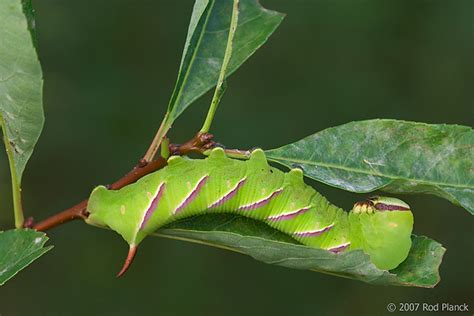 Sphinx Moth Caterpillar, (Sphingidae), Summer, Michigan | Rod Planck ...