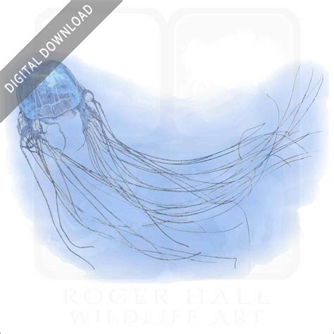 Stock Art Drawing of a Box Jellyfish - inkart