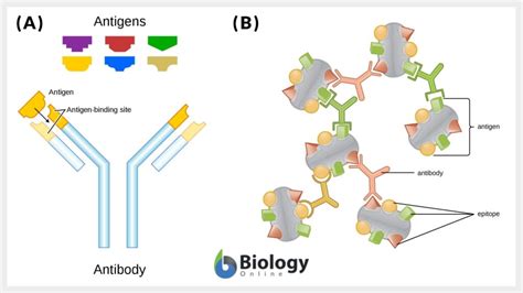 Antigen - Definition and Examples - Biology Online Dictionary