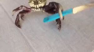 Crab With Knife GIFs | Tenor