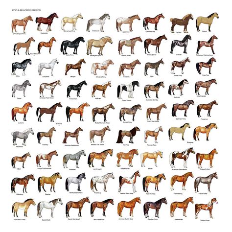 Horse Breeds Mixed Media by Gina Dsgn - Pixels