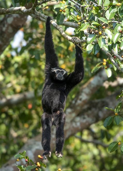 Pileated Gibbon Sounds & Calls | Wild Ambience Nature Sounds