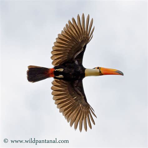 Toco Toucan flying in the Pantanal, Brazil. www.wildpantanal.com ...