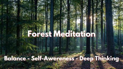 Forest Meditation - YouTube