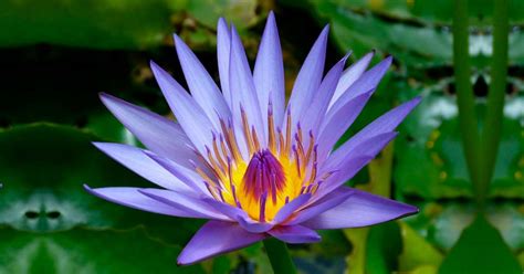 Egyptian Lotus Flower Meaning | Best Flower Site