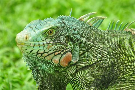 Iguana Green Colors · Free photo on Pixabay