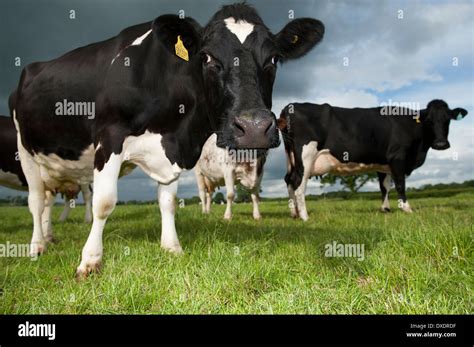 Holstein Friesian dairy cattle grazing in fields. Cumbria, UK Stock ...