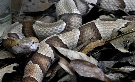 How to avoid poisonous snake bites in North & South Carolina | The State