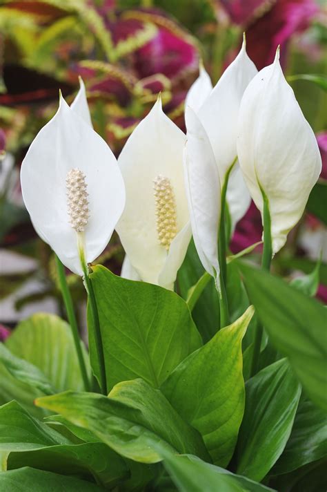 Peace lilies are some of the loveliest indoor plants you can grow ...