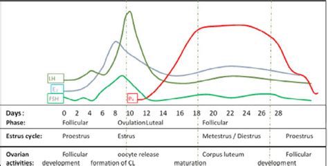 Example of hormonal changes during an estrous cycle, without ...