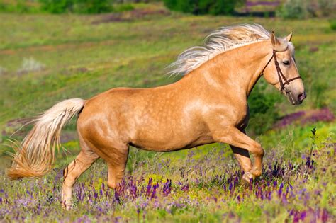 Palomino Horse With Black Mane