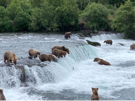 Camping with Bears at Brooks Falls in Katmai Nat'l Park - Alaska Travelgram