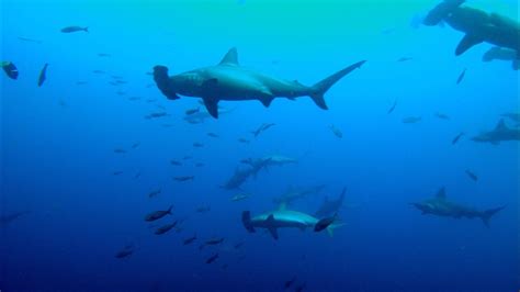 hammerhead shark | Diet, Size, & Facts | Britannica.com