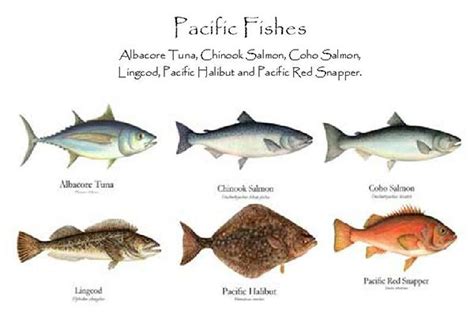 Pacific Fishes Notecard Set | Pacific fish, Fish, Fish chart