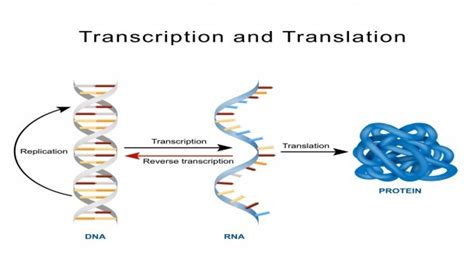 Protein Synthesis Labeled Diagram