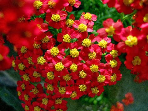 Flower Homes: Achillea Flowers