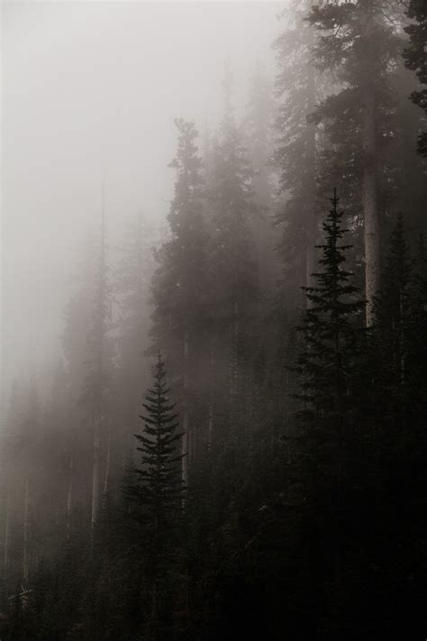 Forest Fog Wallpaper