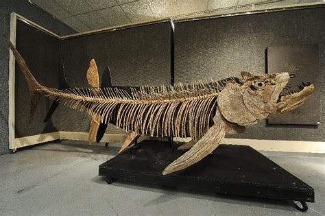 Fossil of giant 70m year-old fish found in Argentina