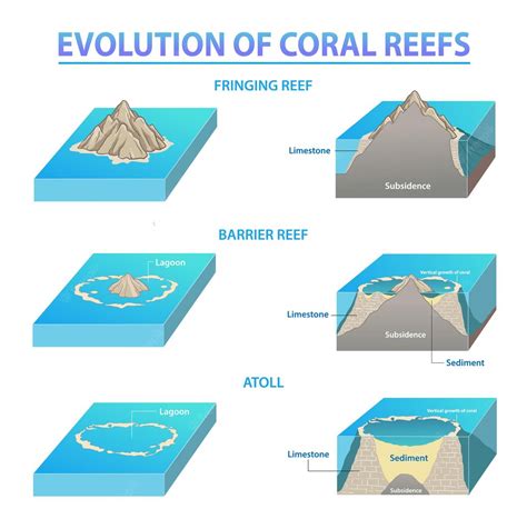 Premium Vector | Coral reef types and development Sequence of Coral Reefs