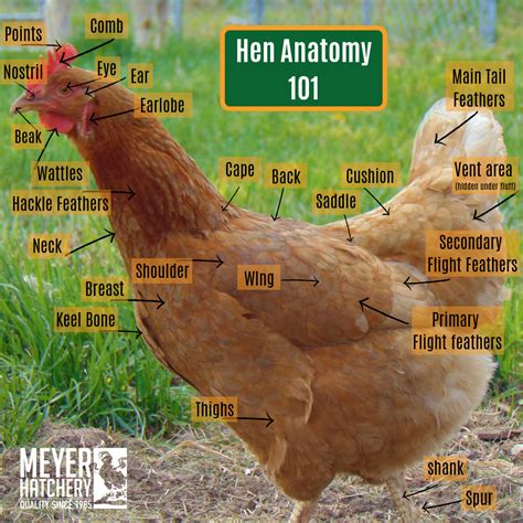 Hen Anatomy