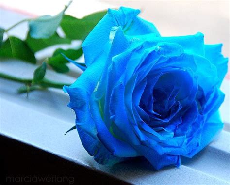 Pin by Banny Hargreaves on Rosas | Blue roses wallpaper, Rose wallpaper ...