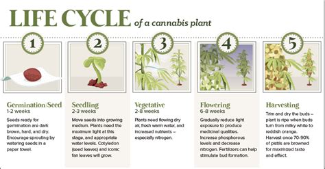 The Anatomy of a Cannabis Plant, and its Lifecycle